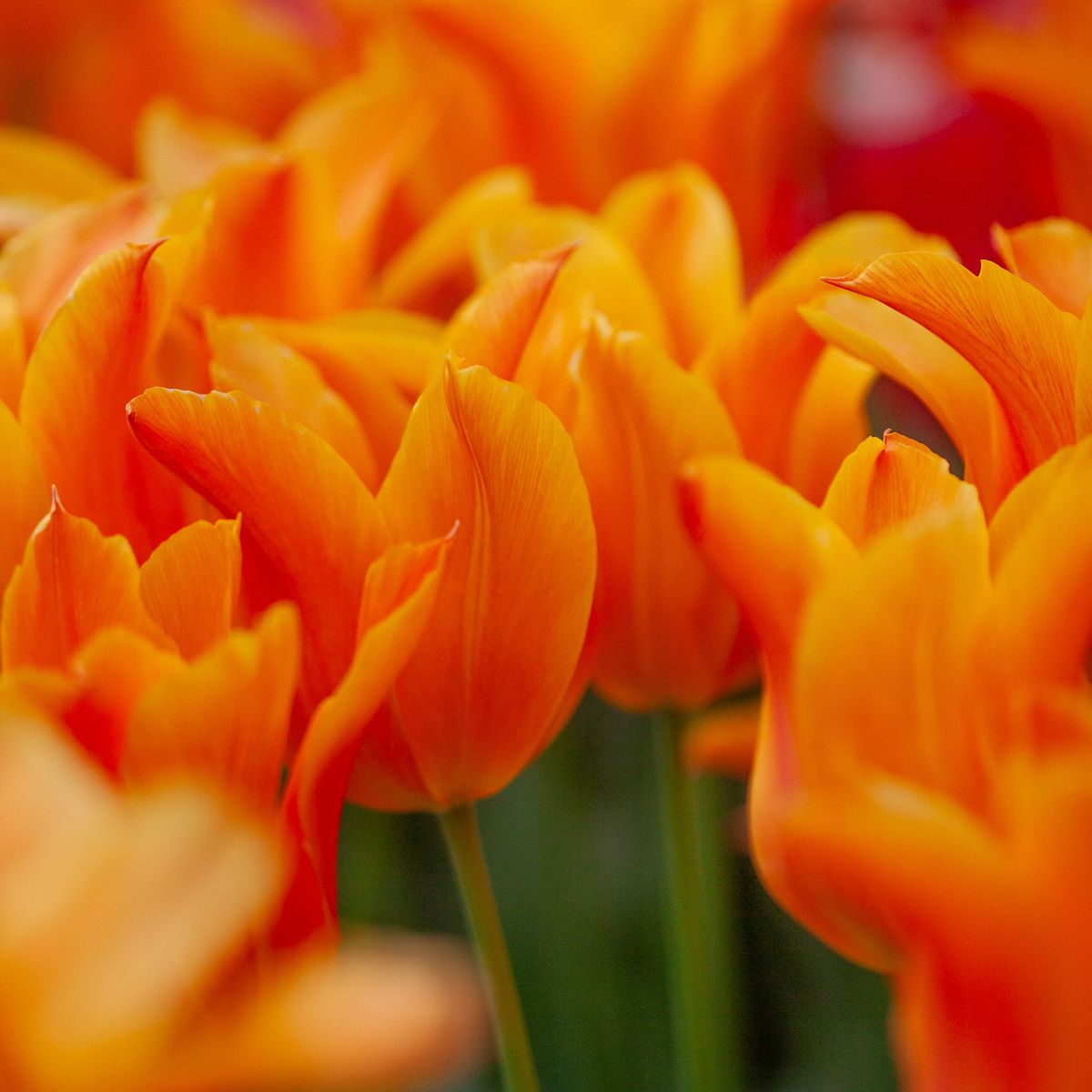 Tulipan 'Ballerina', liljeblomstrende - 7 stk