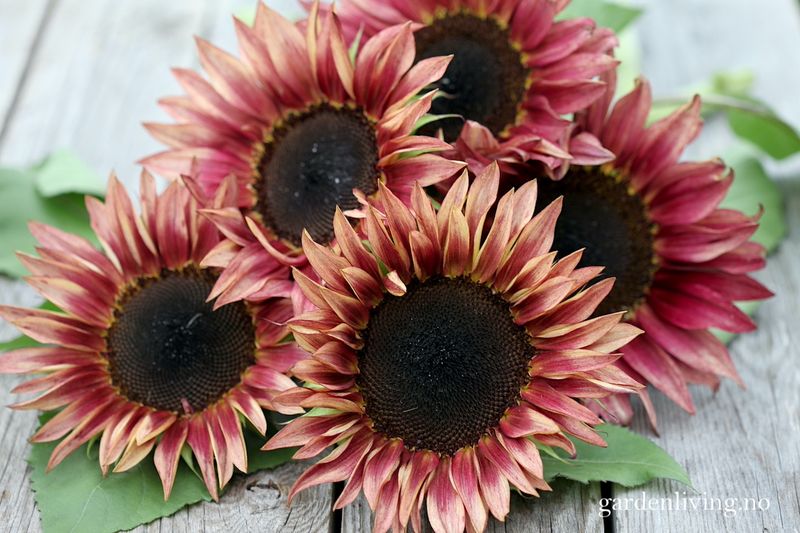 Solsikke 'Pro Cut Plum' - Helianthus annuus