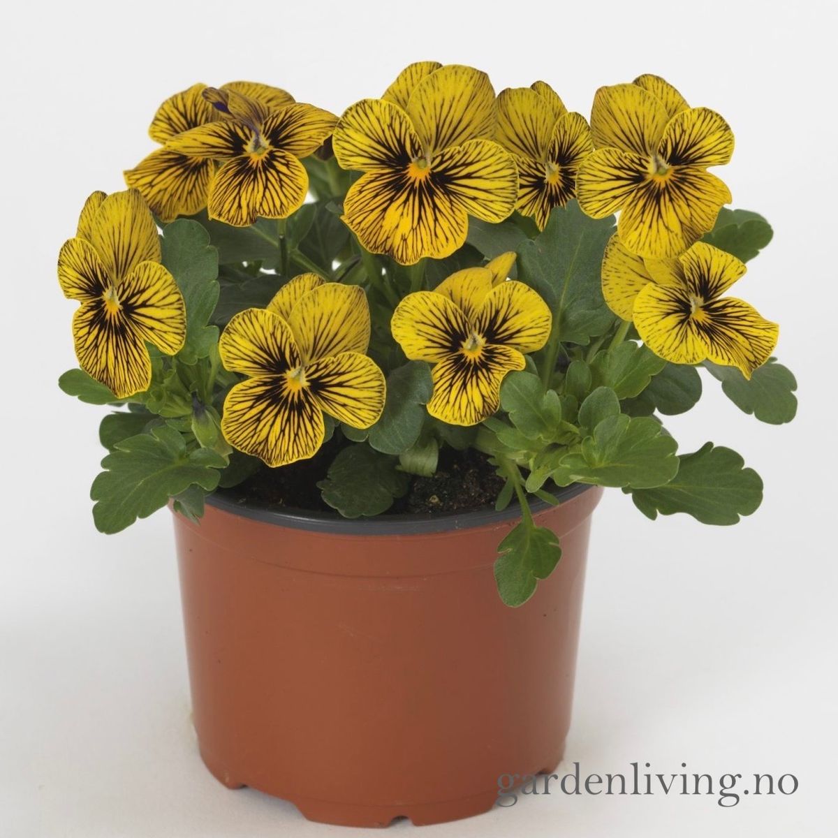 Stemorsblomst 'Sorbet Tiger Eye', småbl.  - Viola x williamsii