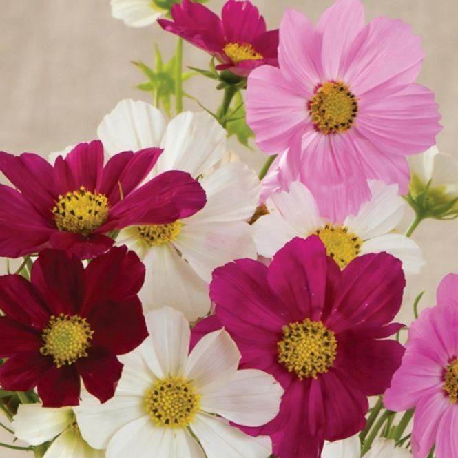 Hovedbilde Pyntekorg 'Ballerina Mixed' - Cosmos bipinnatus