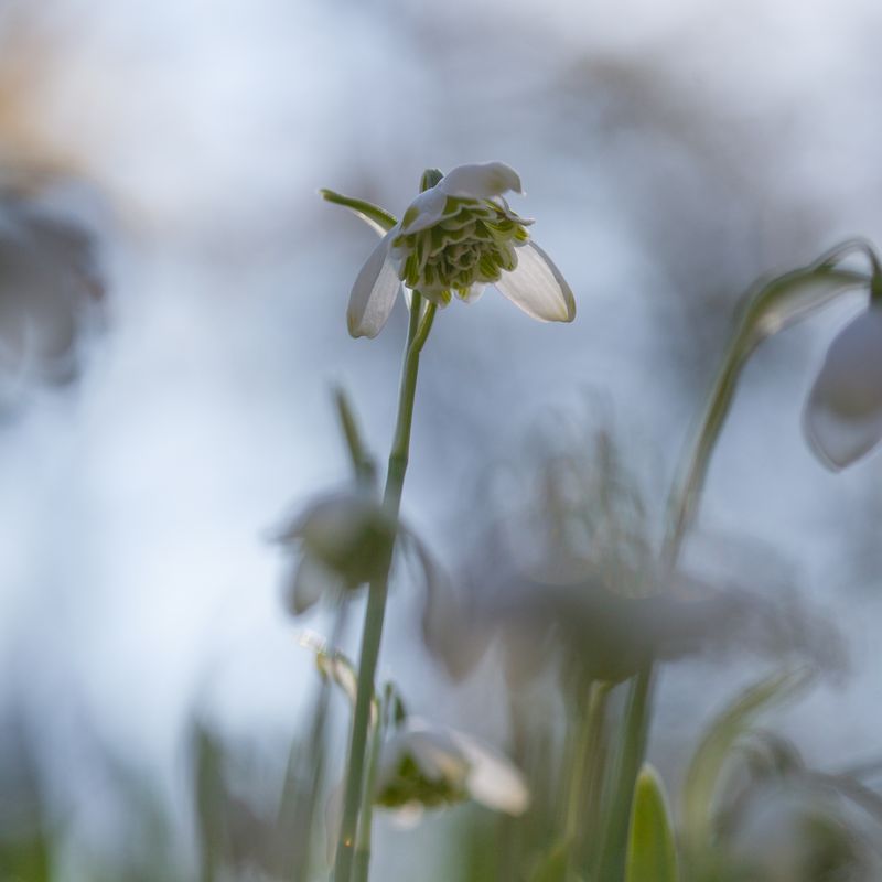 Snøklokke 'Hippolyta' - Galanthus -  5 stk