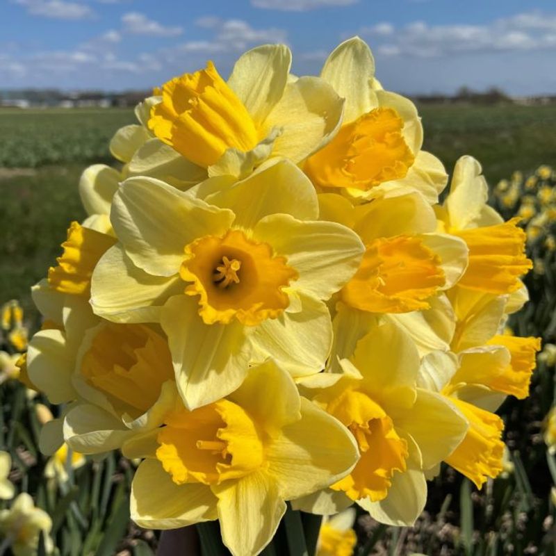 Påskelilje 'Yellow Salome' - 10 stk