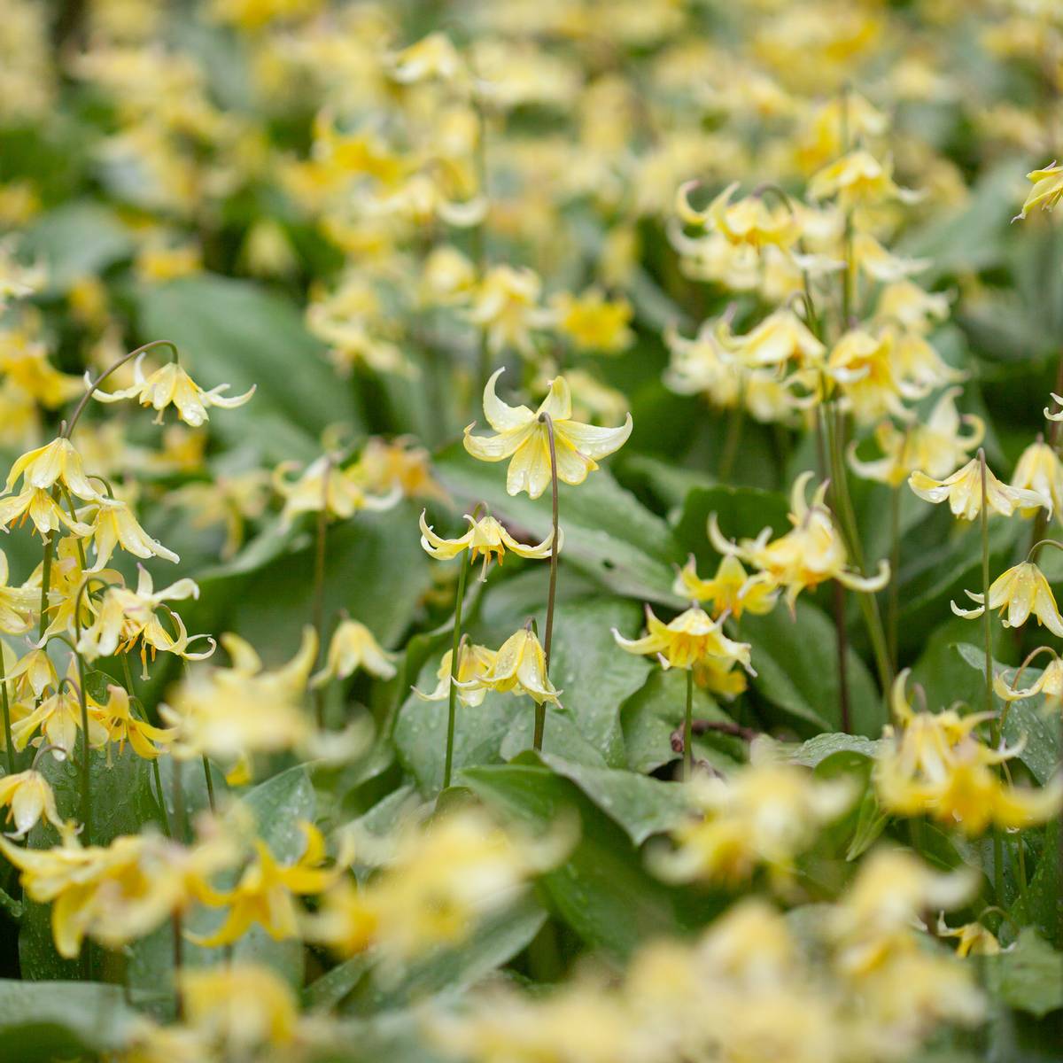 Hundetann ’Pagoda’ - Erythronium - 2 stk