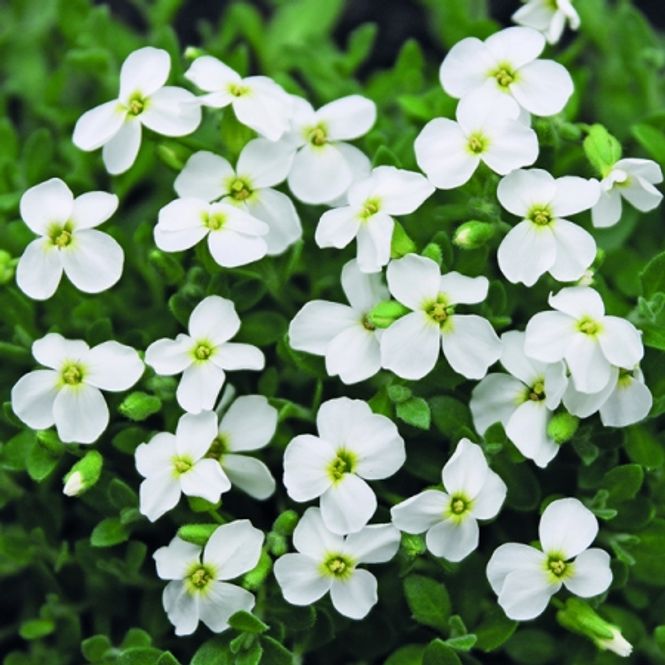 Hovedbilde Blåpute 'Pixie Pearls' - Aubrieta