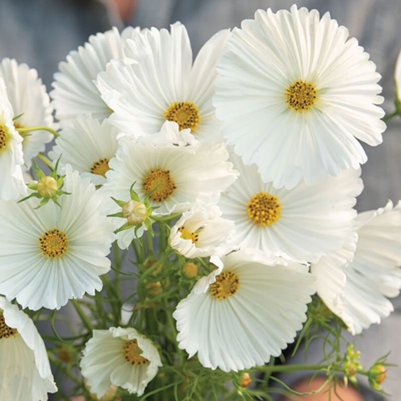 Pyntekorg 'Cupcakes White' - Cosmos bipinnatus