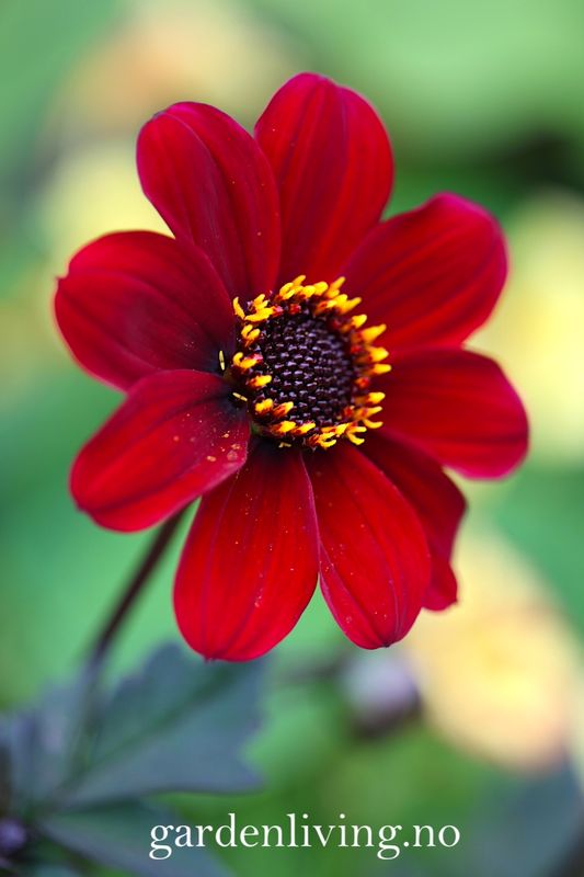 Georgine 'Bishop of Auckland - Dahlia x cultorum, 1 stk