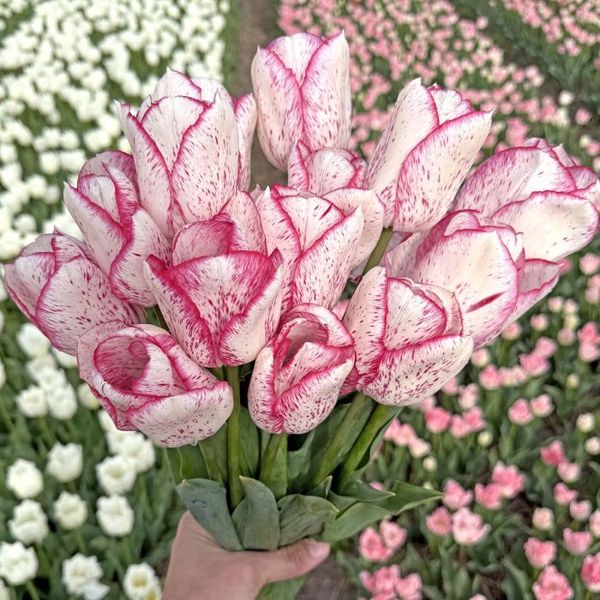 Hovedbilde Tulipan 'Pink Frost', tidlig enkel - 10 stk