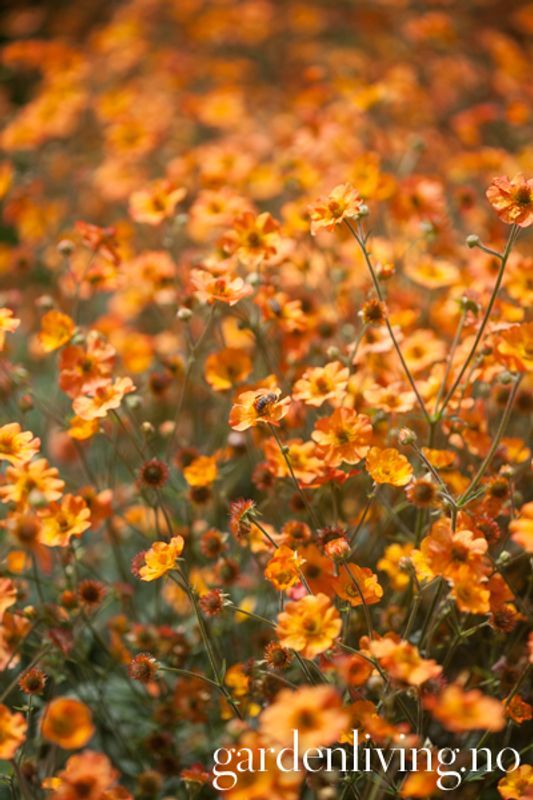 Prakthumleblom ‘Totally Tangerine' - Geum