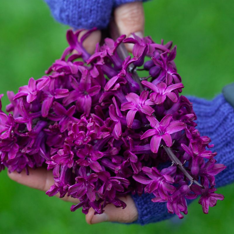 Svibel 'Woodstock' - Hyacinthus - 4 stk