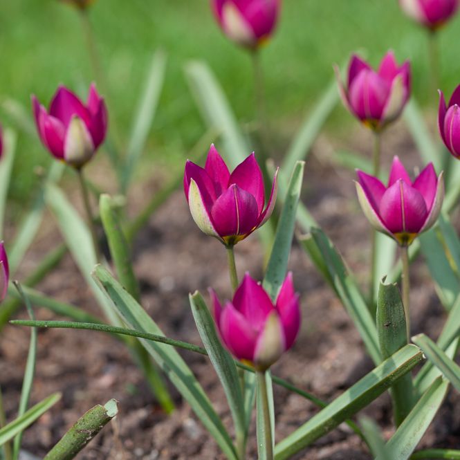 Hovedbilde Yndetulipan ’Persian Pearl’ - Tulipa humilis - ...