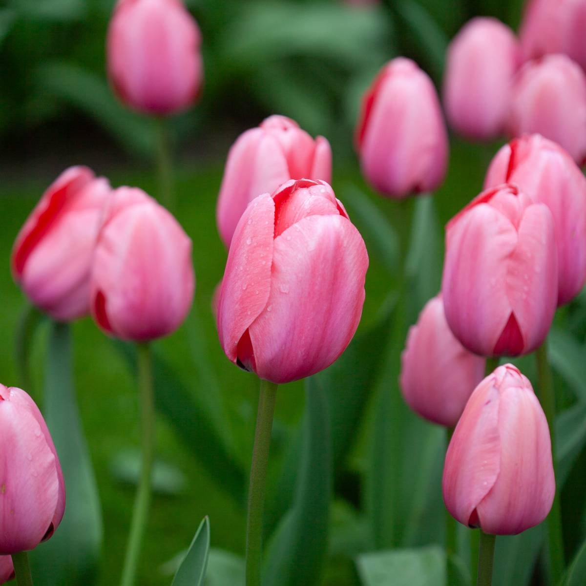 Tulipan 'Pink Impression', darwinhybrid - 10 stk