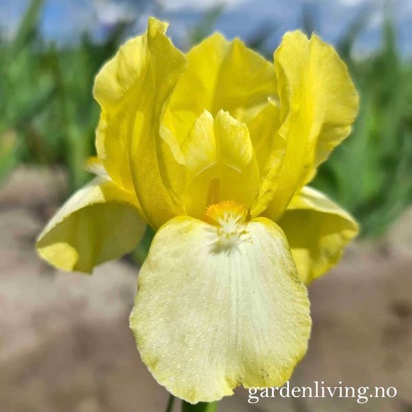 Hovedbilde Hageiris 'Blessed Again' - Iris germanica