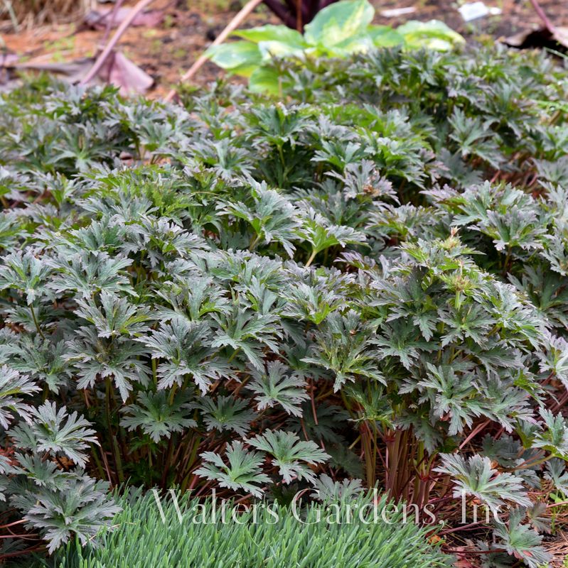 Engstorkenebb 'Boom Chocolatta' ® - Geranium pratense 