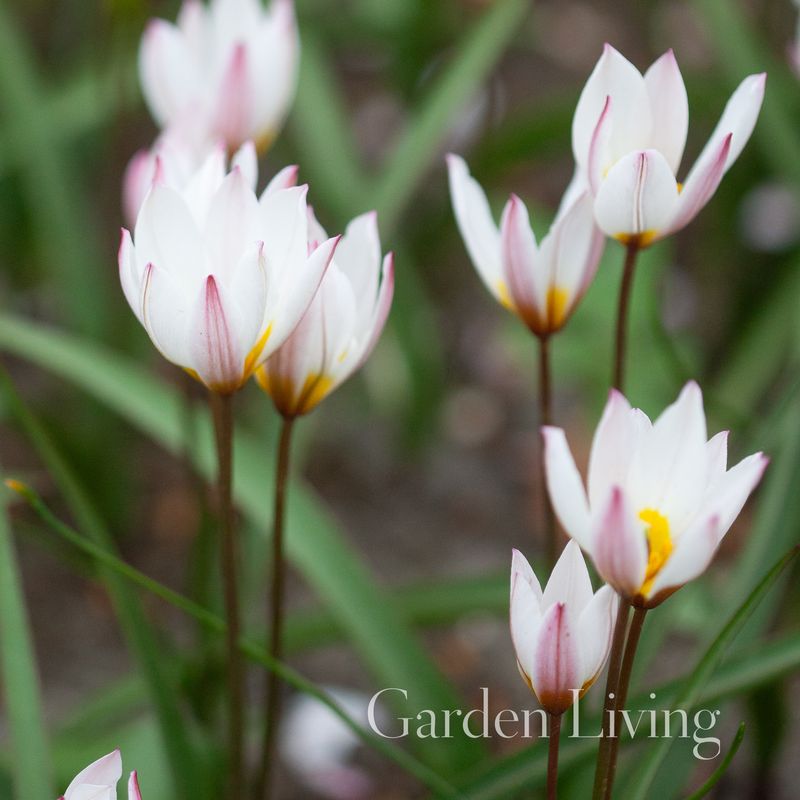 Villtulipan 'Hilde' - Tulipa cretica - 10 stk