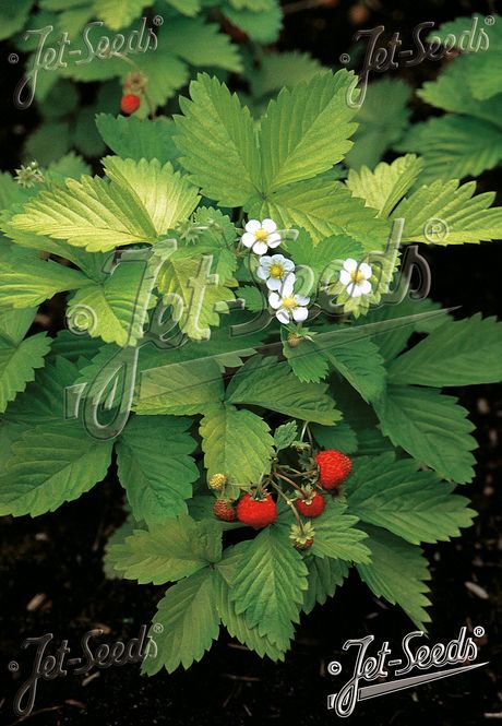 Hovedbilde Månedsjordbær ’Golden Alexandria’ - Fragaria ...