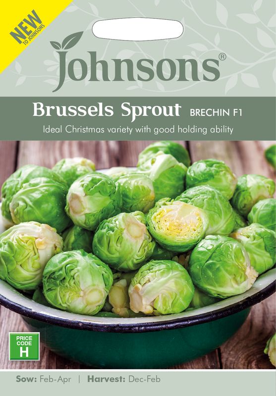 Rosenkål 'Brechin' F1 - Brassica oleracea 