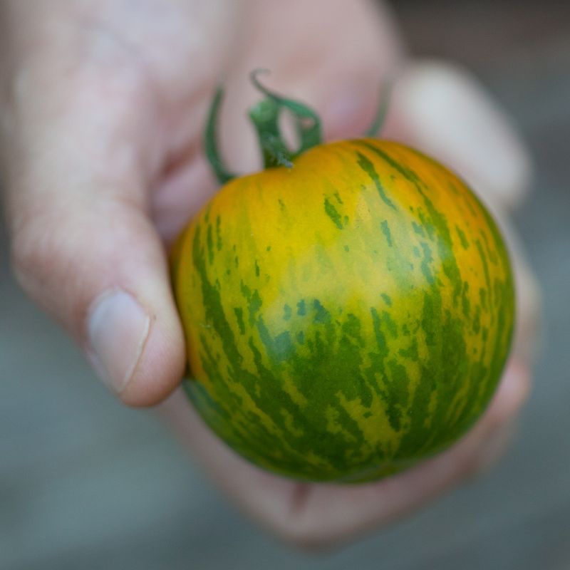 Drivhustomat 'Green Zebra' - Lycopersicon lycopersicum