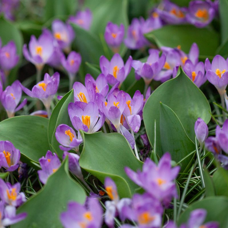 Snøkrokus 'Barr’s Purple’ - Crocus tom. - 12 stk