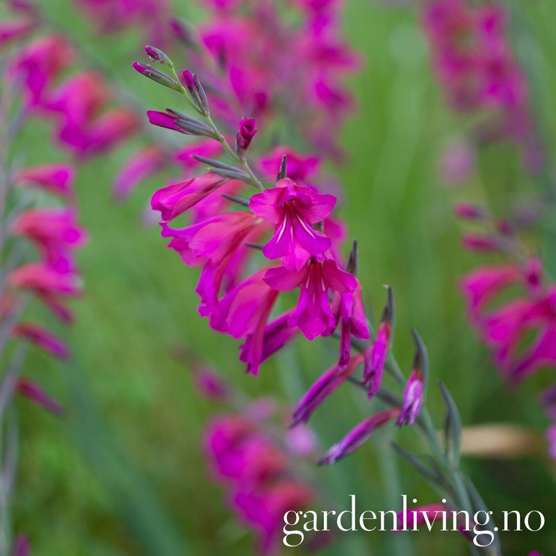 Bysantgladiol - Gladiolus byzantinus - 15 stk