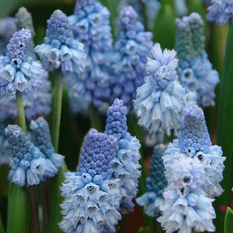 Asurperleblomst - Muscari azureum, 10 stk