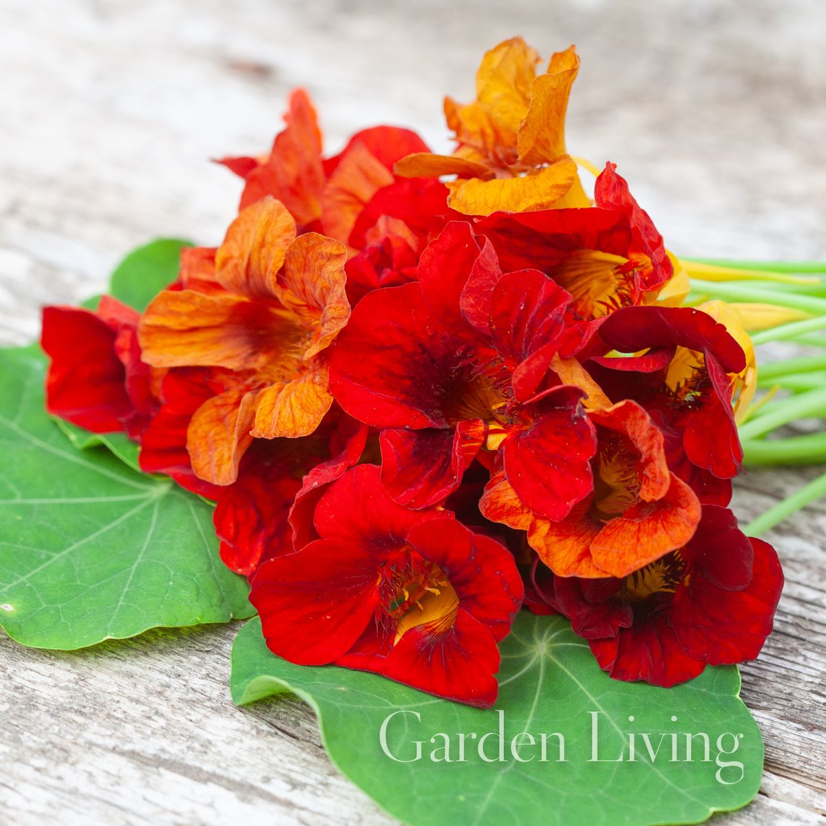 Blomkarse 'Mahogany Gleam' - Tropaeolum majus