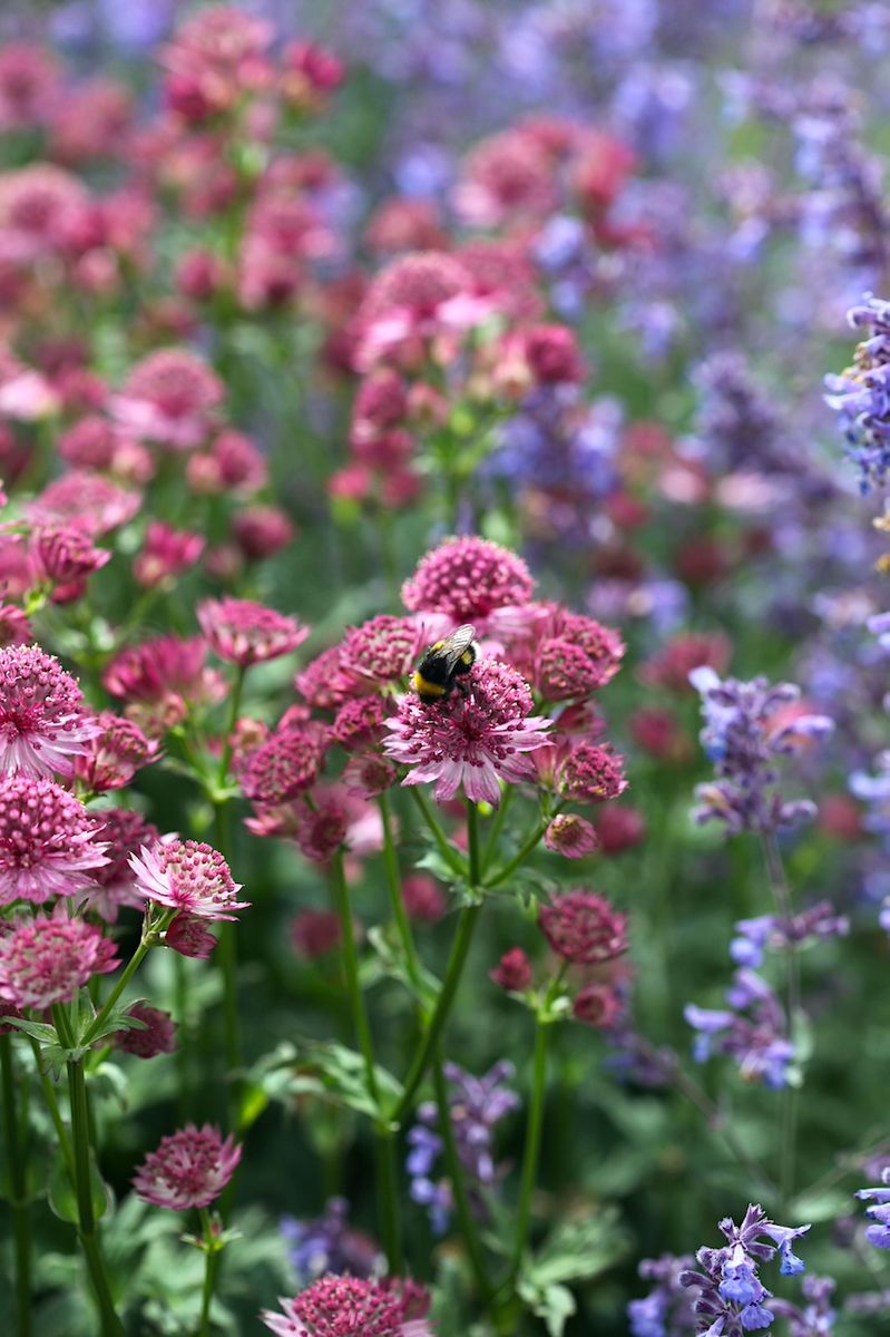 Storstjerneskjerm 'Roma' - Astrantia major