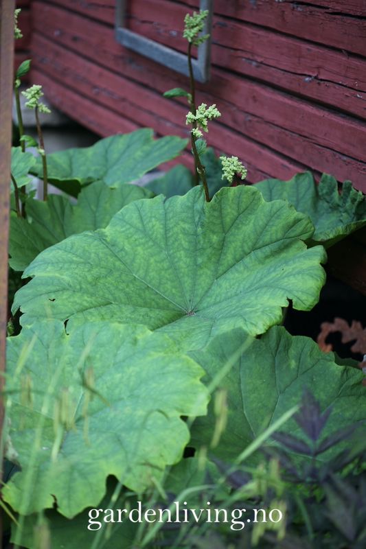 Skjoldbronseblad - Astilboides tabularis