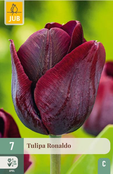 Hovedbilde Tulipan 'Ronaldo' - triumphtulipan - 7 stk