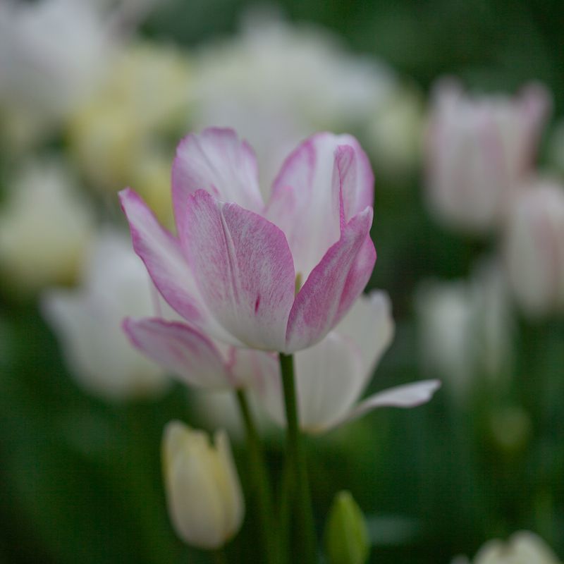 Tulipan 'Candy Club', bukett tulipan - 7 stk