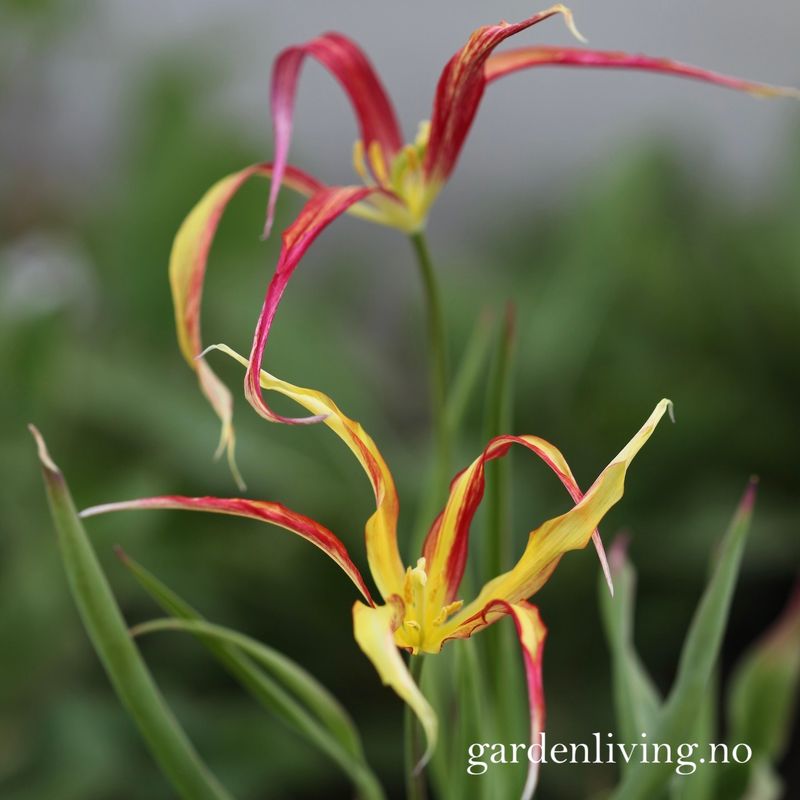 Tulipa acuminata - 1 stk 