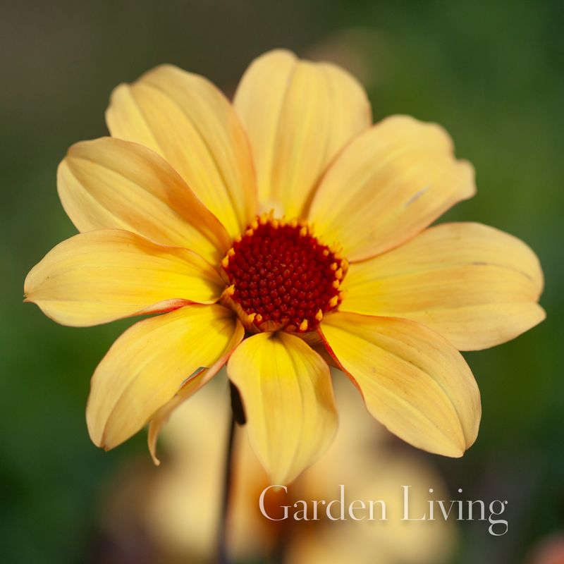 Georgine 'Bishop of York - Dahlia x cultorum. 1 stk.