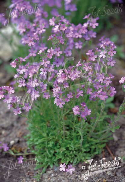 Hovedbilde Erinus alpinus