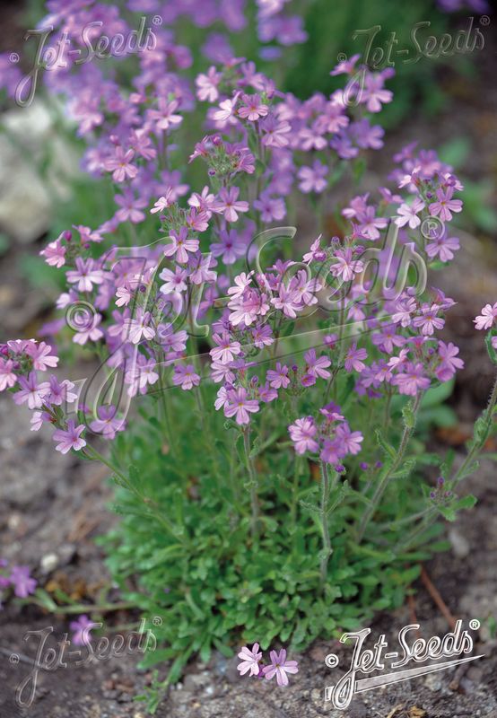Erinus alpinus