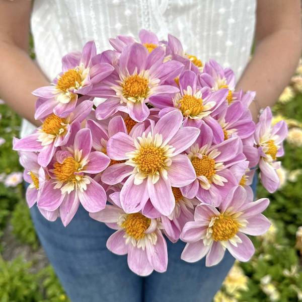 Hovedbilde Georgine 'Impression Famoso' - Dahlia x cultorum, 1 stk. - ...