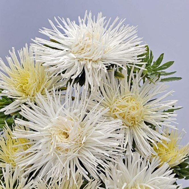 Hovedbilde Sommeraster 'Giant Quilled White' - Callistephus chinensis