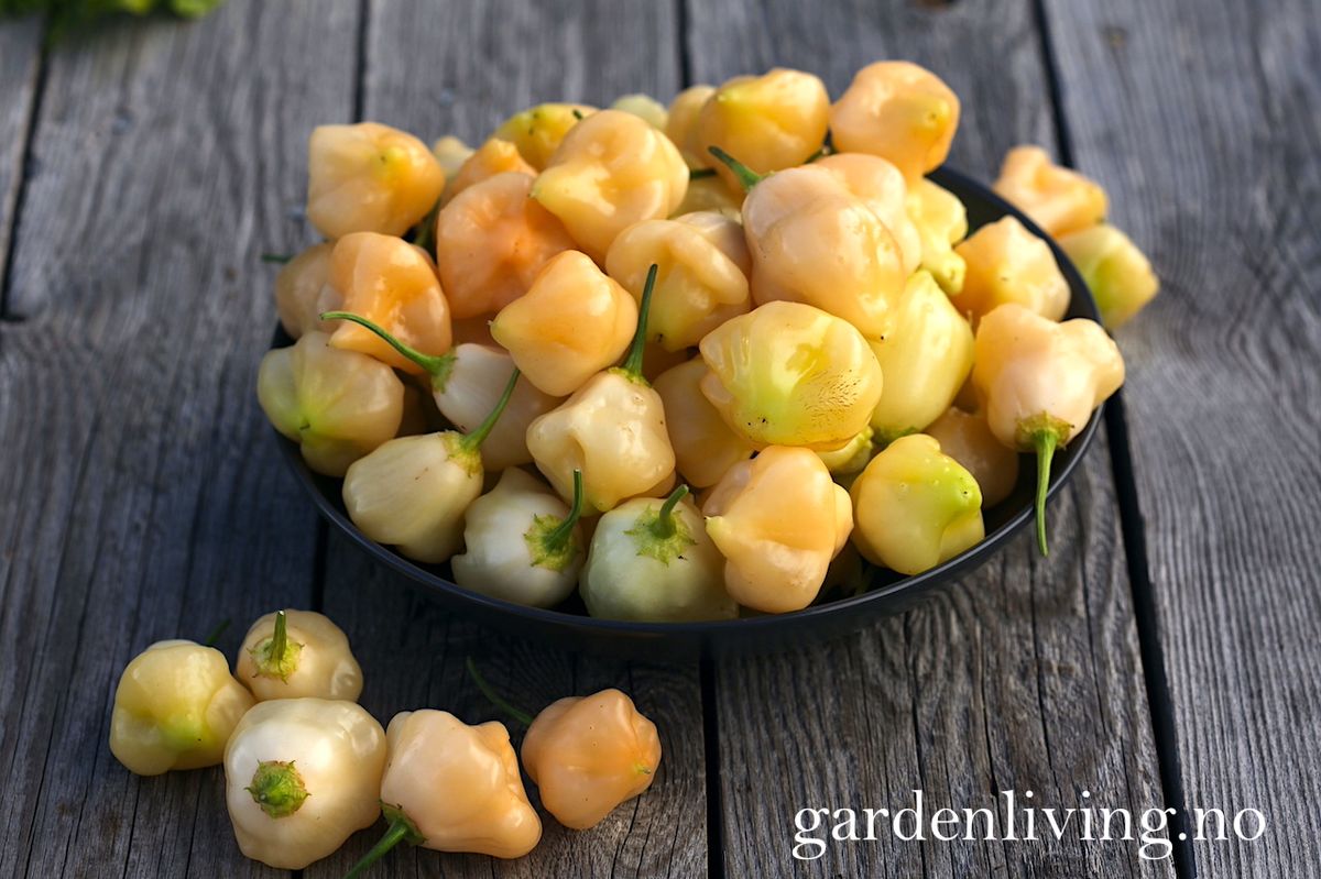 Chilipepper 'Sugar Rush Peach Bell' - Capsicum baccatum