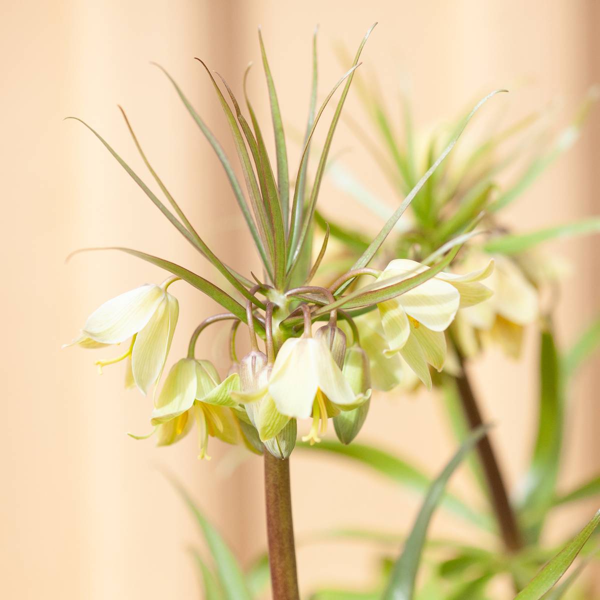 Fritillaria raddeana - 1 stk