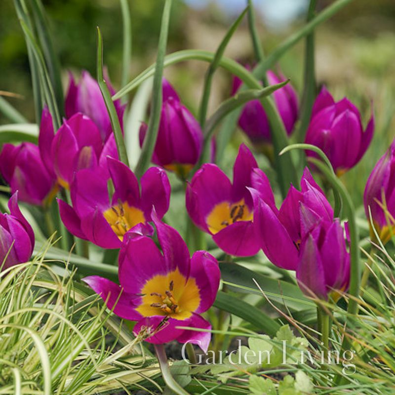 Yndetulipan 'Eastern Star' - Tulipa humilis - 10 stk