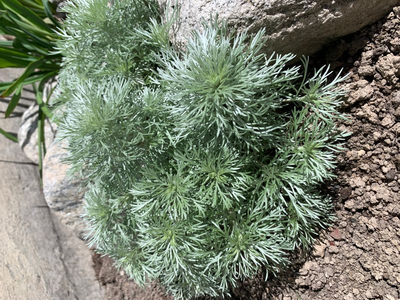 Krypmalurt 'Nana' - Artemisia schmidtiana 