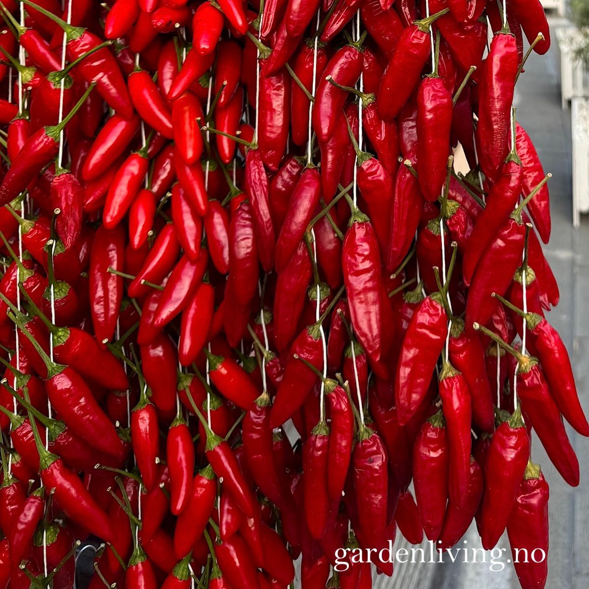 Chilipepper 'Peperoncino Calabrese' - Capsicum annuum