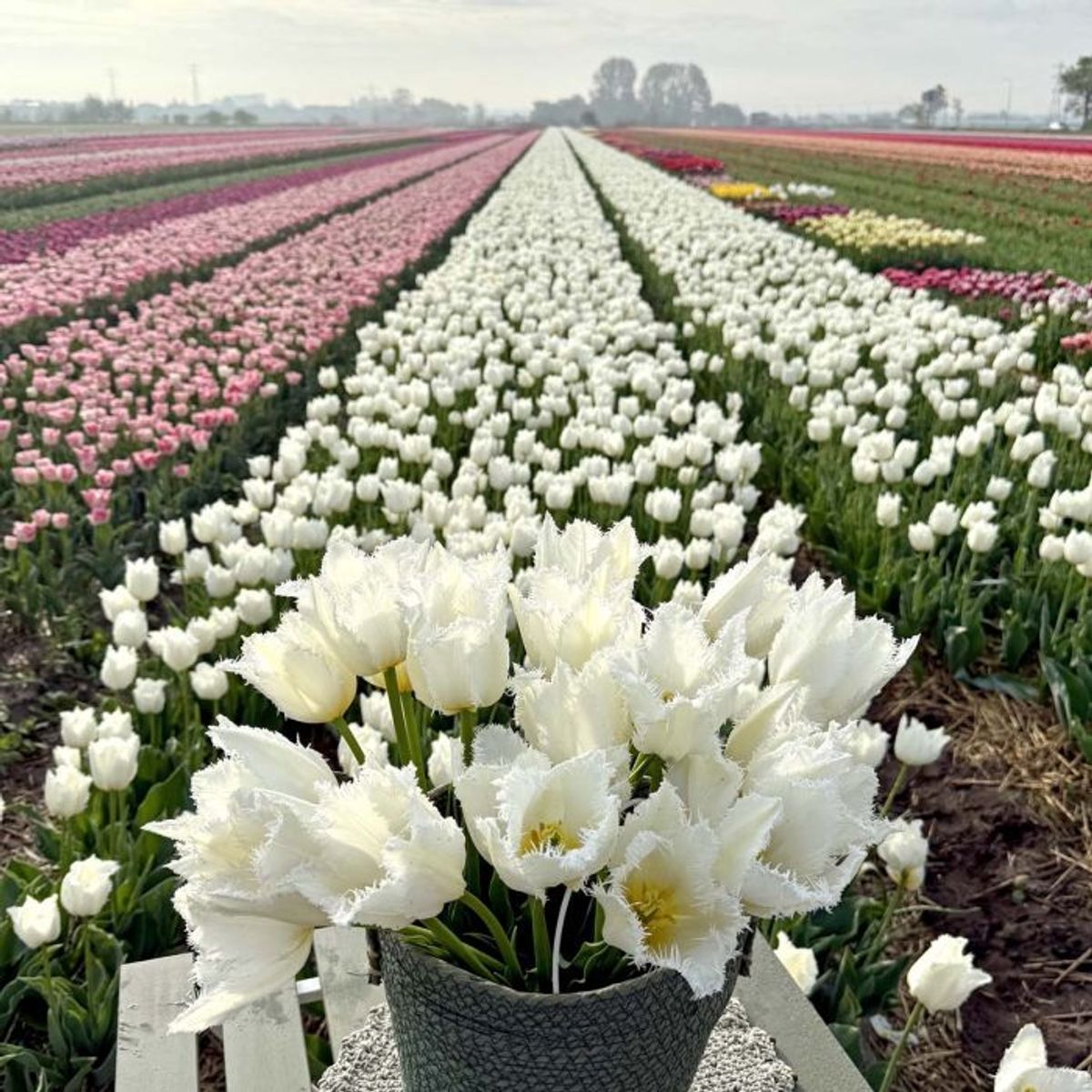 Tulipan 'Cricko', frynsetulipan - 10 stk