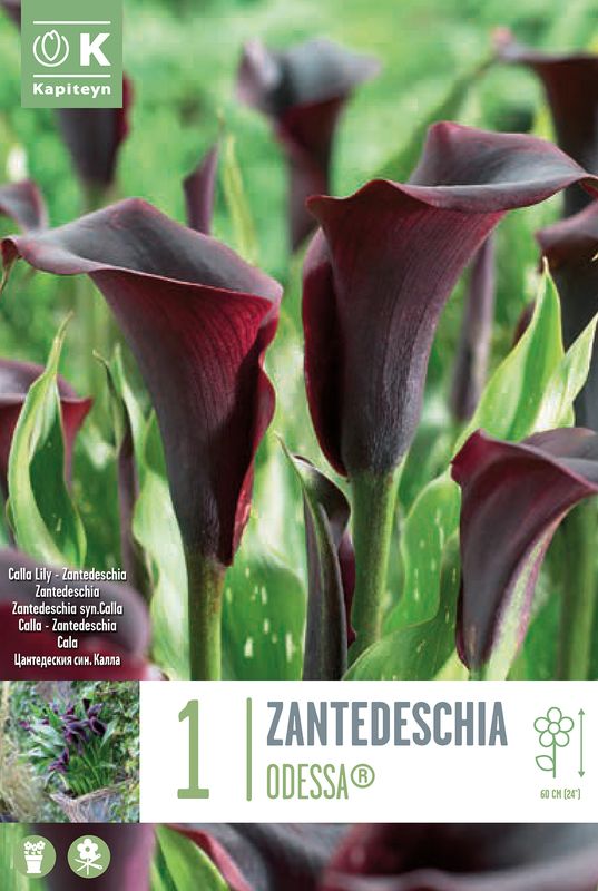 Kala 'Odessa' - Zantedeschia, 1 stk.