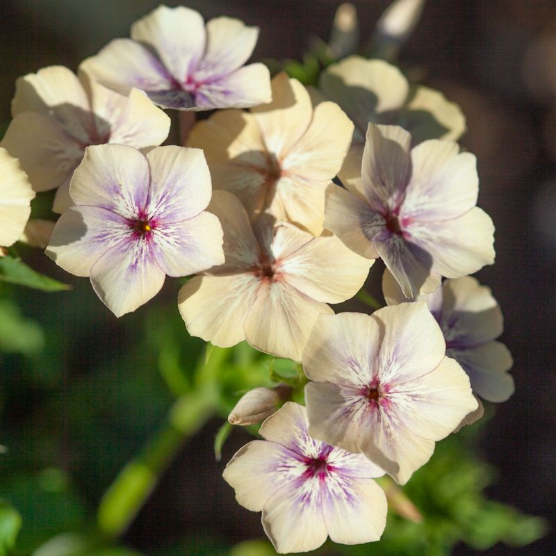 Sommerfloks 'Creme Brulee' - Phlox drummondii