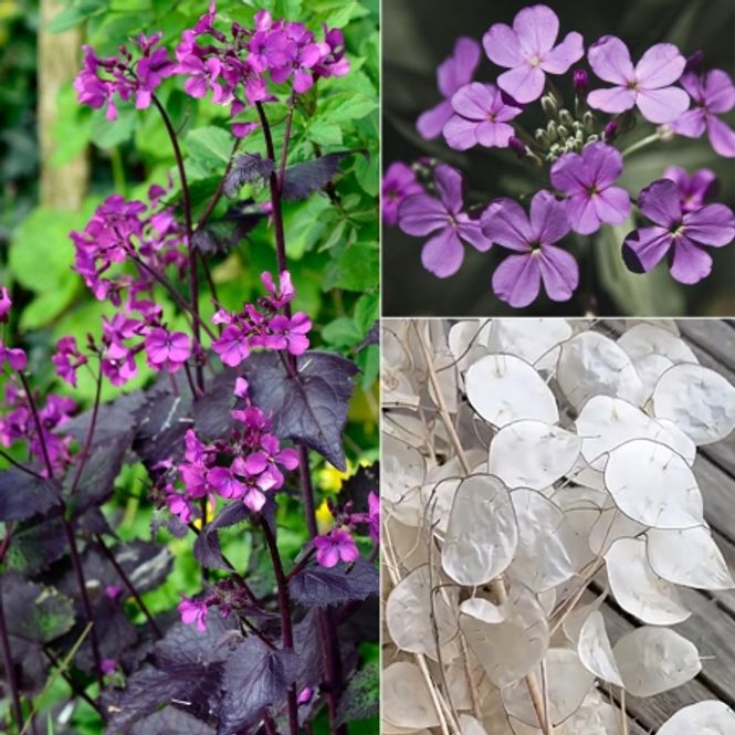 Hovedbilde Judaspenge 'Chedglow' - Lunaria annua