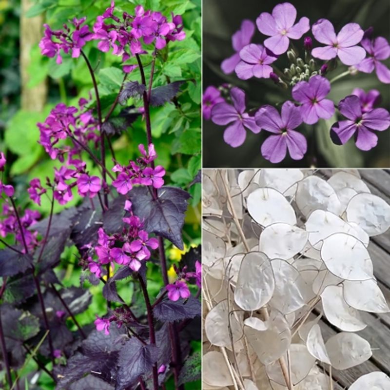 Judaspenge 'Chedglow' - Lunaria annua