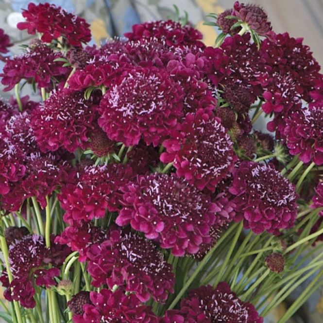 Hovedbilde Sørgeskabiosa 'Merlot Red' - Scabiosa atropurpurea 