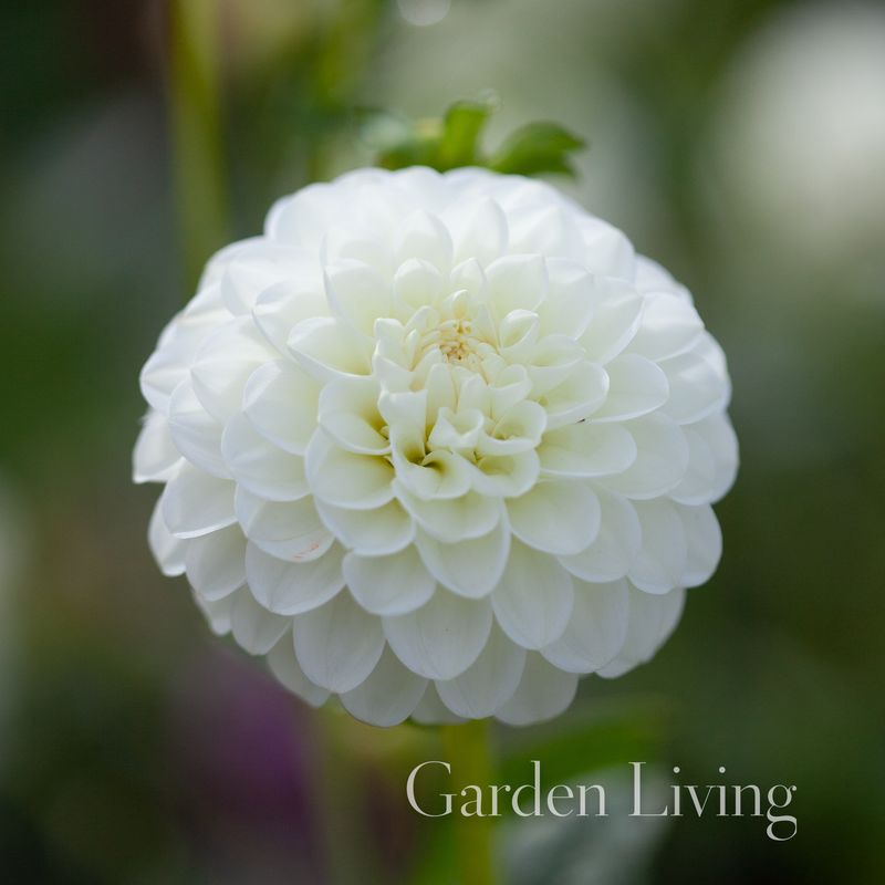 Georgine 'White Aster' - Dahlia x cultorum, 1 stk.
