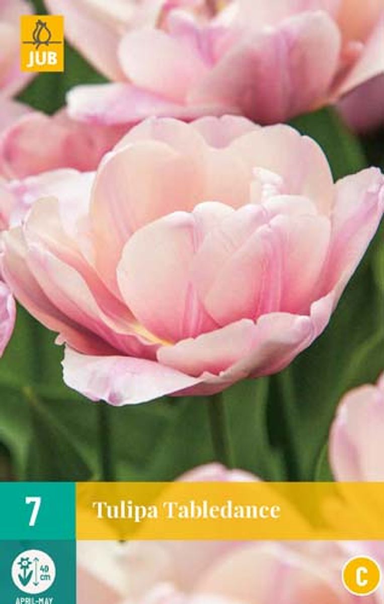 Tulipan 'Tabledance', Sen dobbel' - 7 stk