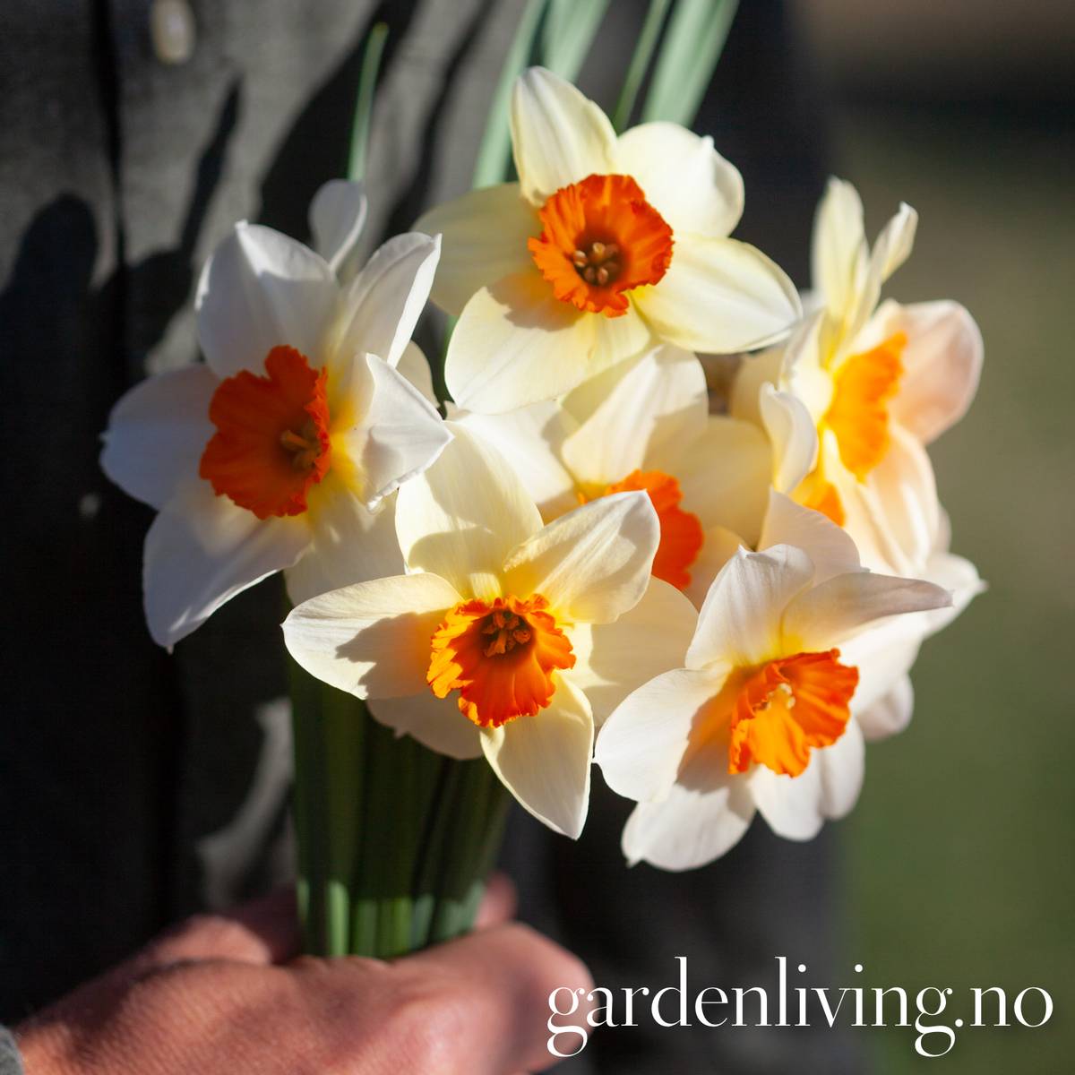 Påskelilje 'Barret Browning’ - Narcissus - 5 stk