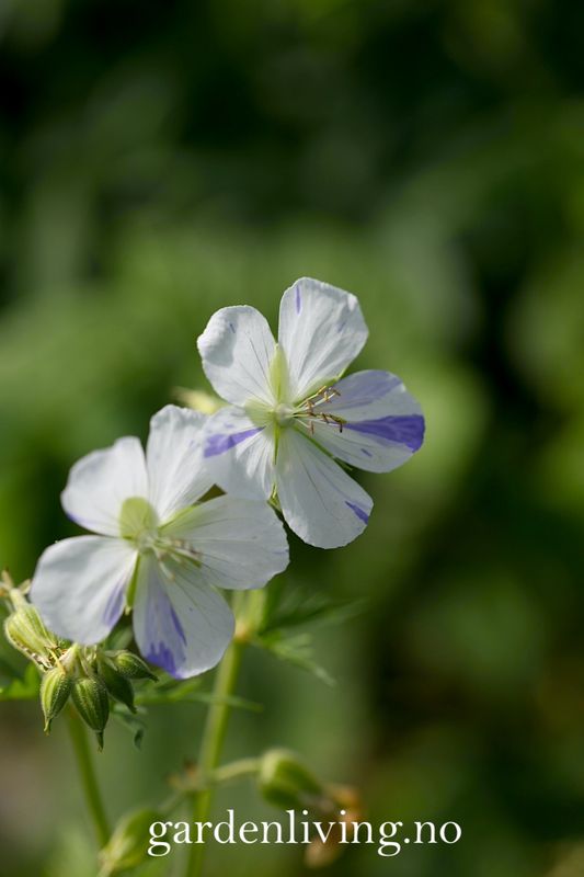 Engstorkenebb 'Splish Splash' - Geranium pratense